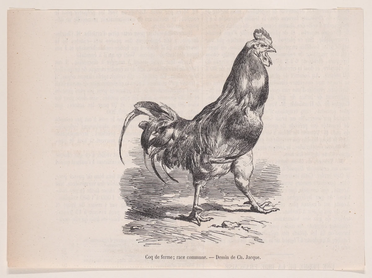 Coq de ferme; race commune, from "Le Magasin Pittoresque" by Charles Jacque, print, 1848-1864