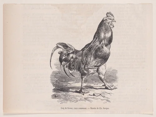 Coq de ferme; race commune, from "Le Magasin Pittoresque" by Charles Jacque, print, 1848-1864