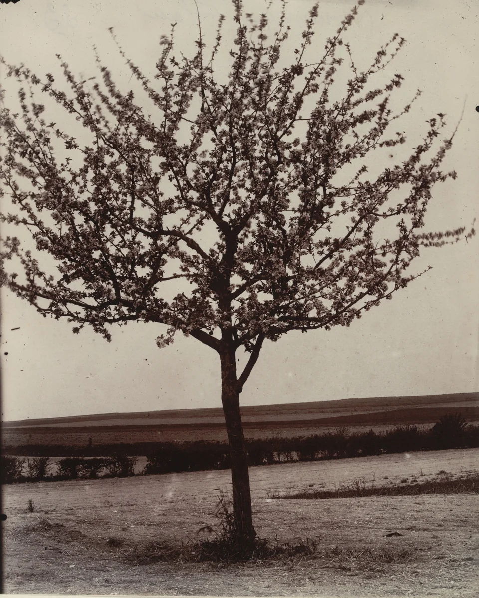 Pommiers, fleurs by Eugène Atget, photograph, 1900