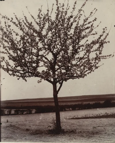 Pommiers, fleurs by Eugène Atget, photograph, 1900