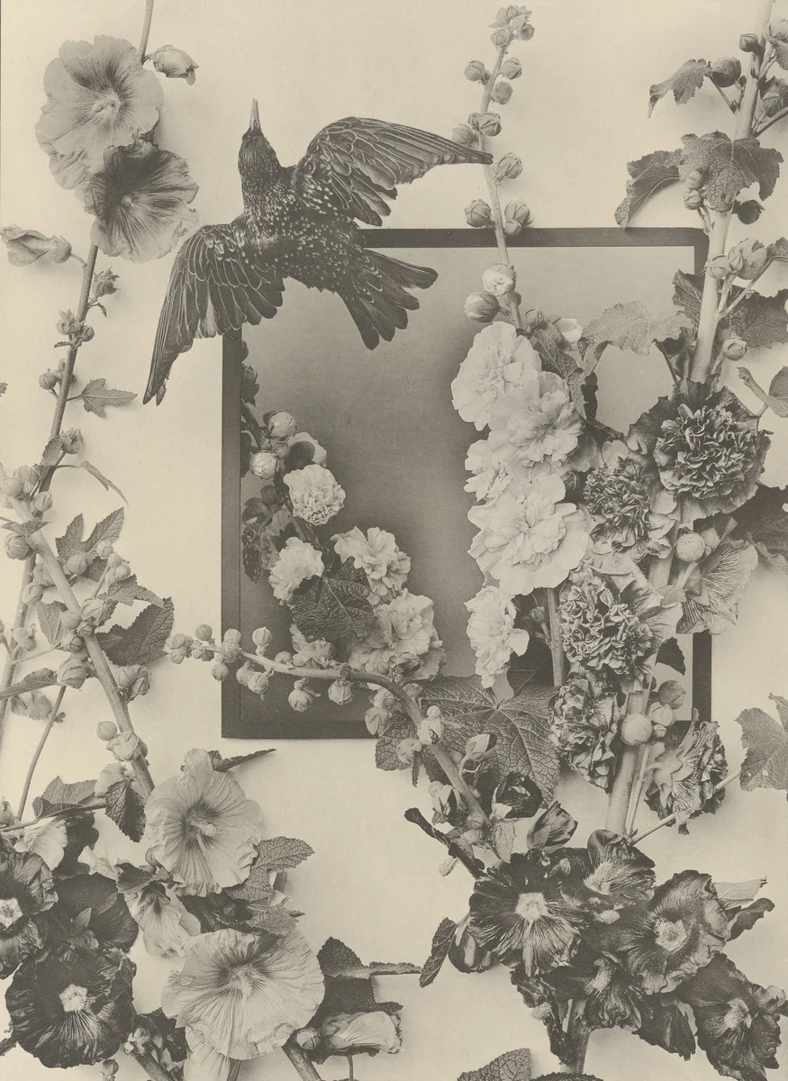 Page from Festons und Dekorative Gruppen by Unidentified Photographer, photograph, 1893