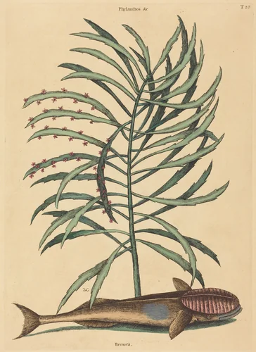 The Sucking Fish (Echeneis Naucratis) by Mark Catesby, print, 1731-1743