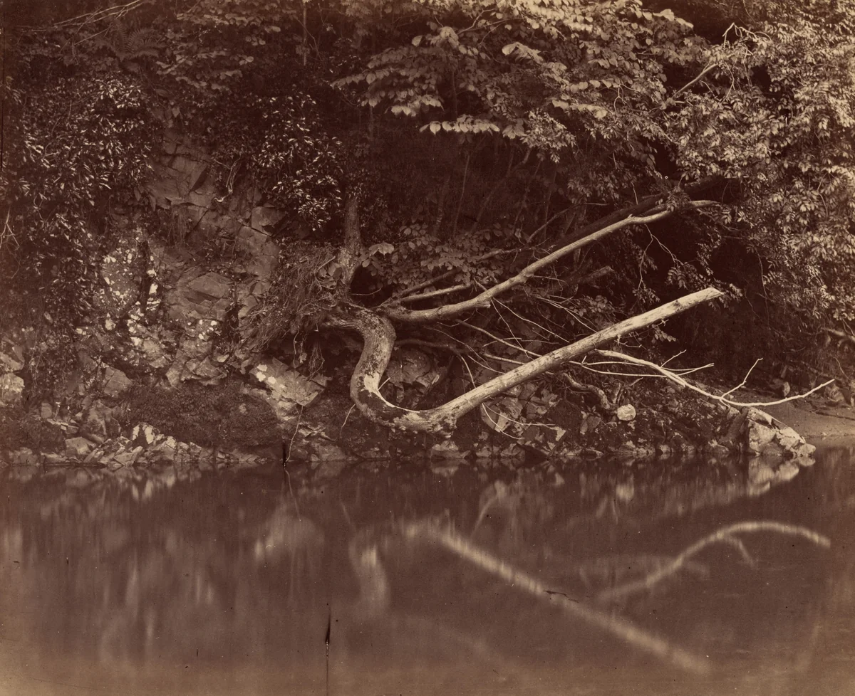 River Bank in the Vale of Neath by G. B. Gething, photograph, 1850-1860