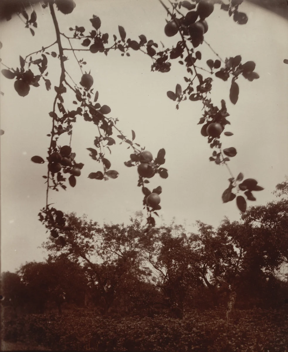 Pommier (detail) by Eugène Atget, photograph, 1922