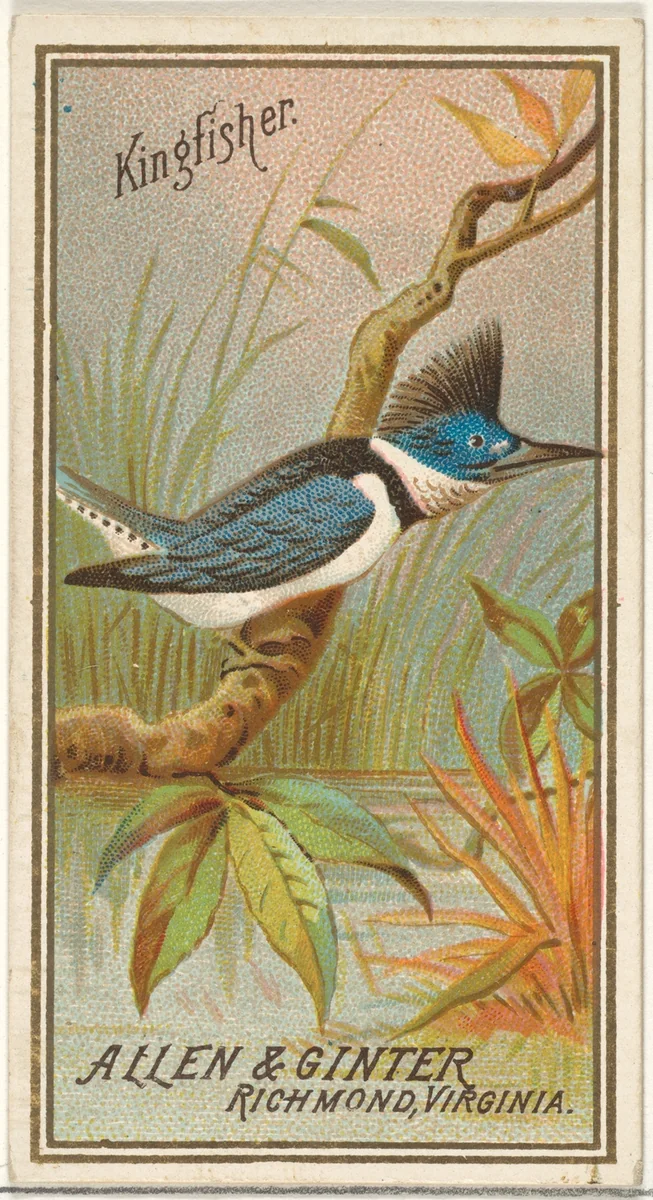 Kingfisher, from the Birds of America series (N4) for Allen & Ginter Cigarettes Brands by Allen & Ginter, print, 1888