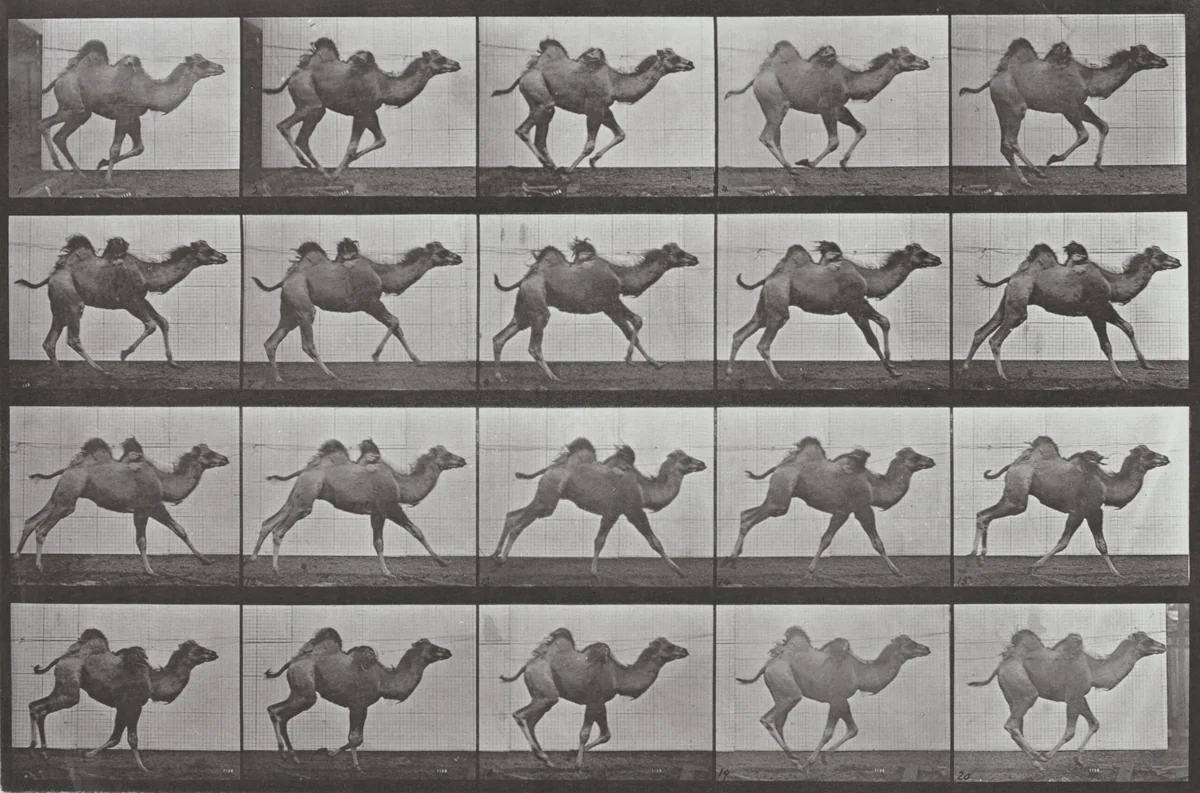 Plate Number 740. Bactrian camel galloping by Eadweard Muybridge, photograph, 1887