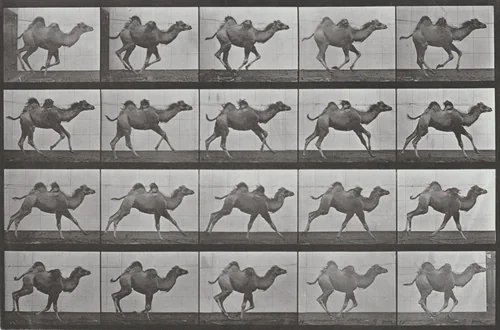 Plate Number 740. Bactrian camel galloping by Eadweard Muybridge, photograph, 1887