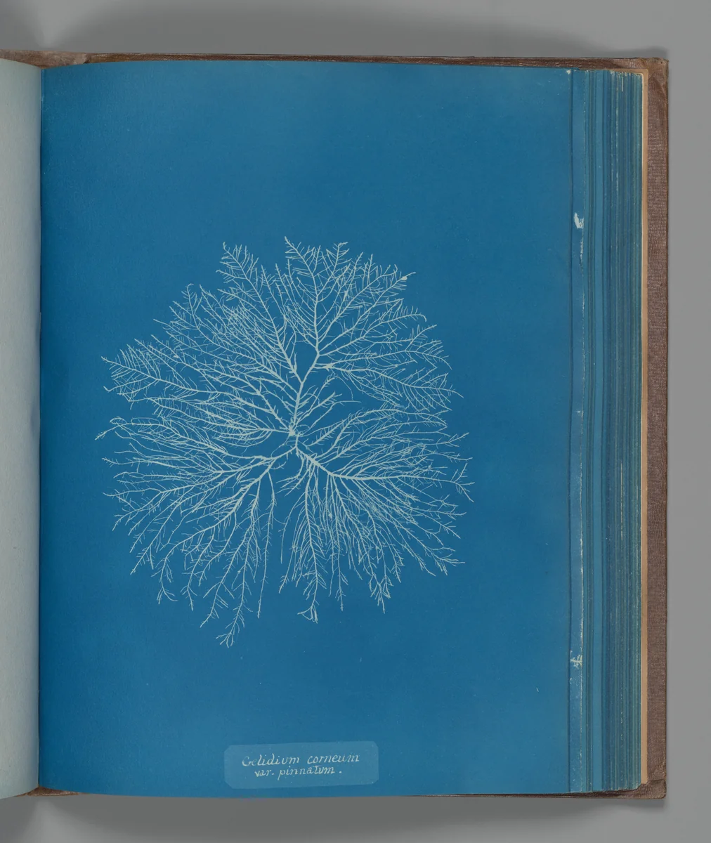 Gelidium corneum, var. pinnatum by Anna Atkins, photograph, 1851-1855