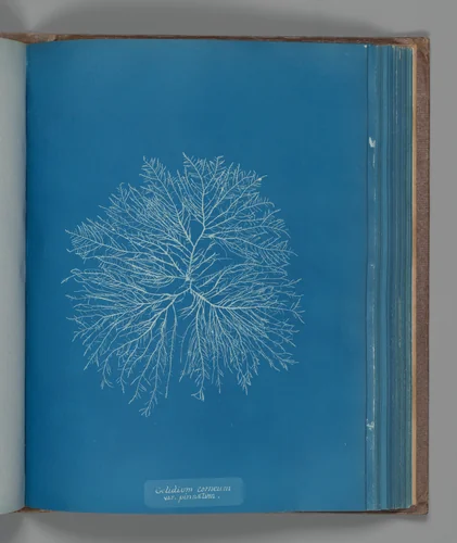 Gelidium corneum, var. pinnatum by Anna Atkins, photograph, 1851-1855