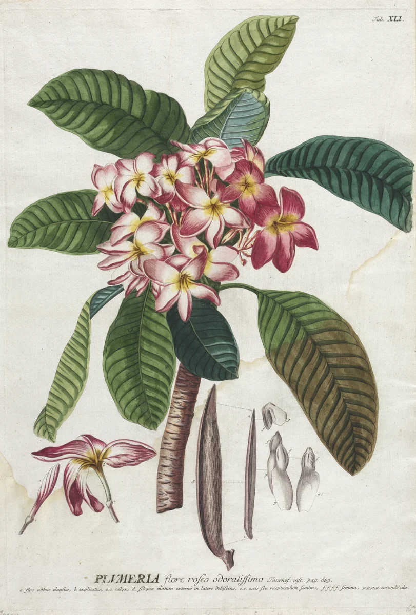 Plantae Selectae: No. 41 by Georg Dionysius Ehret, print, 1773