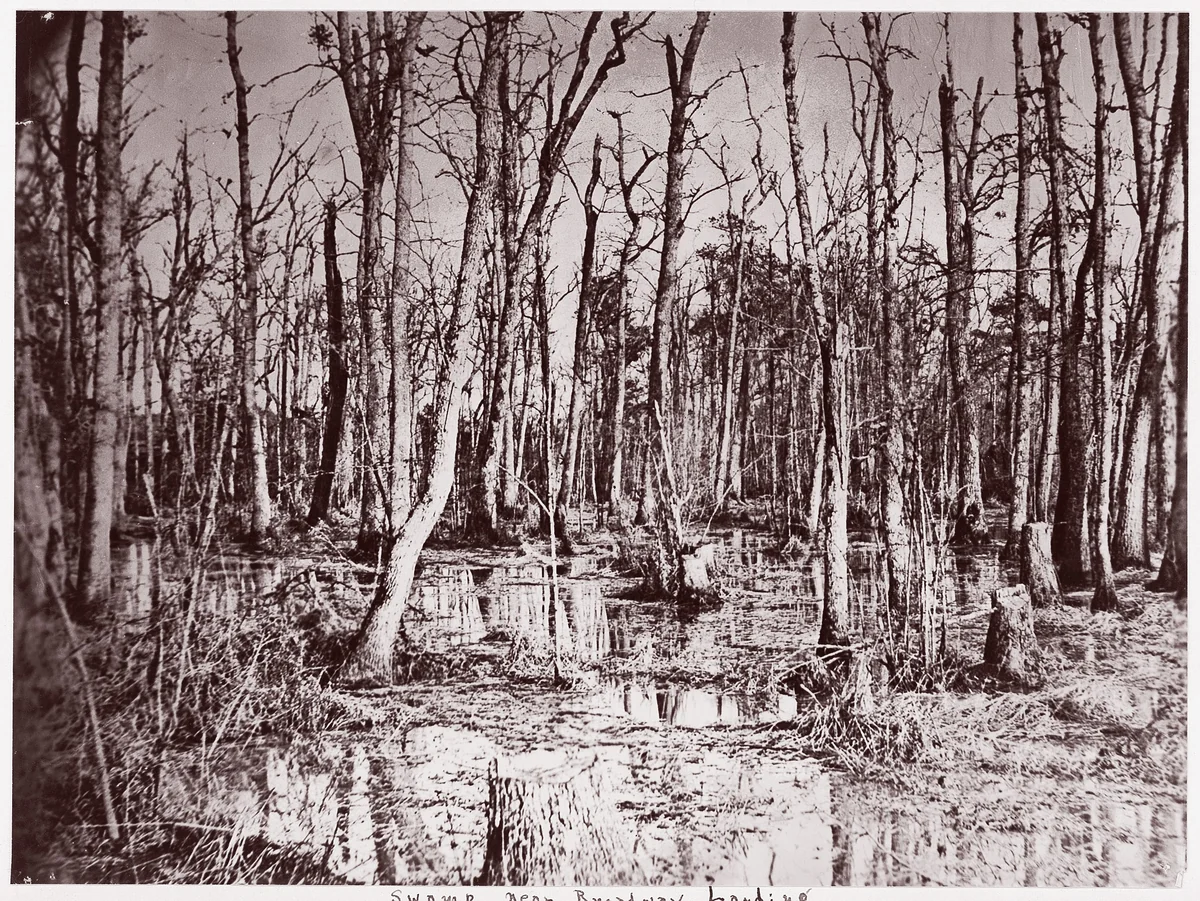 Swamp near Broadway Landing, Appomattox River by Timothy O'Sullivan, photograph, 1864