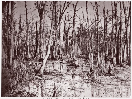 Swamp near Broadway Landing, Appomattox River by Timothy O'Sullivan, photograph, 1864