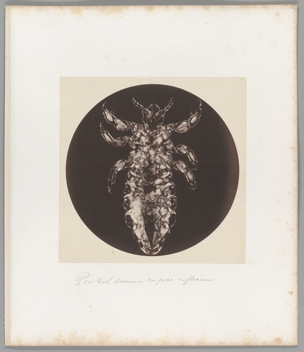 Pou del ‘homme vu par reflexion [Head Louse] by Auguste-Adolphe Bertsch, photograph, 1853-1857