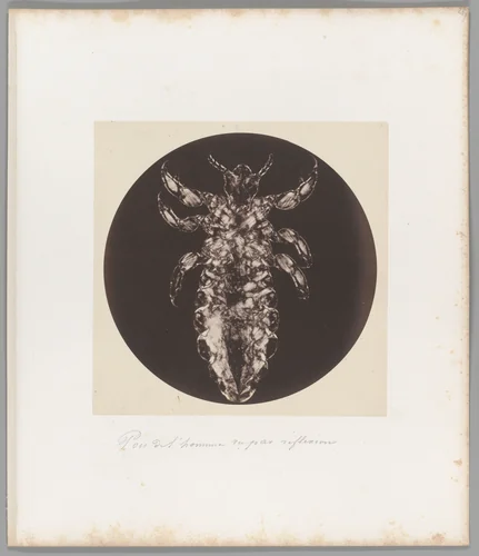 Pou del ‘homme vu par reflexion [Head Louse] by Auguste-Adolphe Bertsch, photograph, 1853-1857