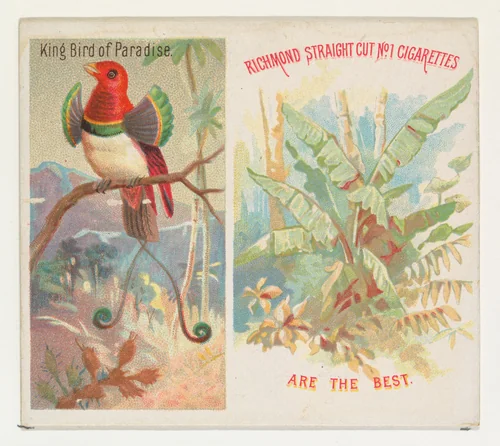 King Bird of Paradise, from Birds of the Tropics series (N38) for Allen & Ginter Cigarettes by Allen & Ginter, print, 1889