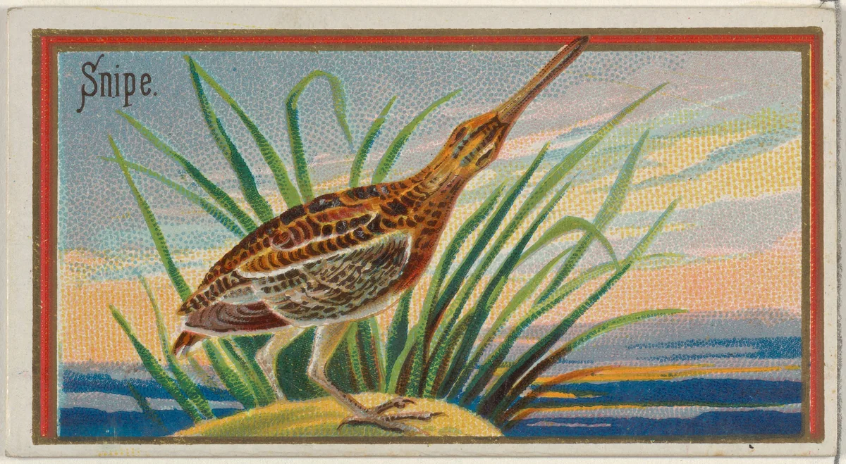 Snipe, from the Game Birds series (N13) for Allen & Ginter Cigarettes Brands by Allen & Ginter, print, 1889