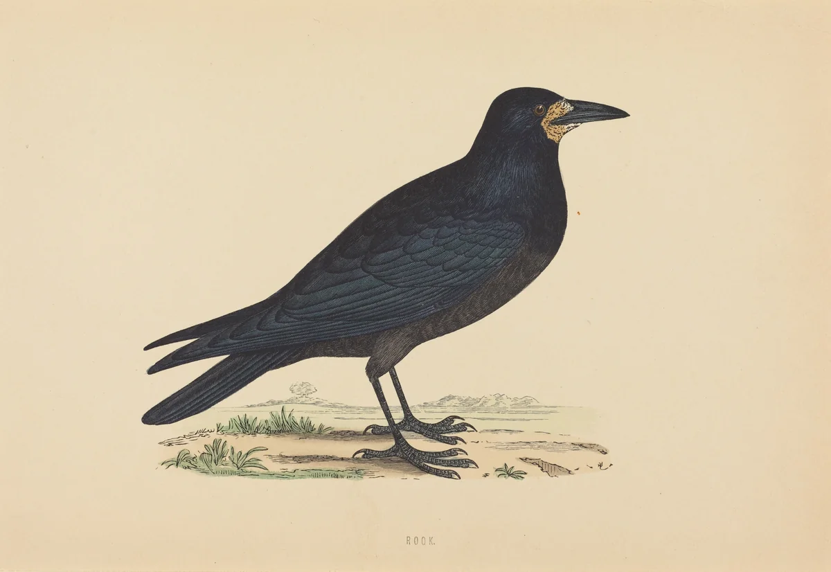 Rook by British 19th Century, print, 1800-1899