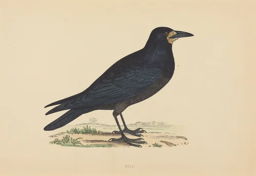 Rook by British 19th Century, print, 1800-1899
