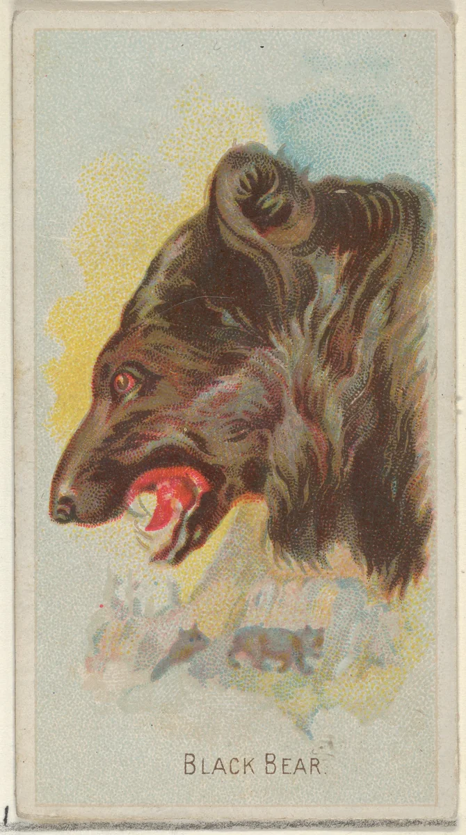 Black Bear, from the Wild Animals of the World series (N25) for Allen & Ginter Cigarettes by Allen & Ginter, print, 1888