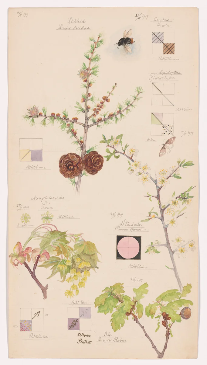 Larix decidua (European Larch), Perizoma sp. (Rivulet Moth), Prunus spinosa (Blackthorn), Acer platanoides (Norway Maple), Quercus robur (English Oak), Bombus lapidarius (Red-Tailed Bumblebee). Sheet 6 from the portfolio Nature Studies by Hilma af Klint, drawing, 1919