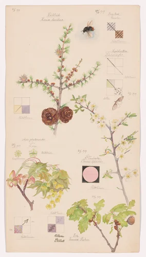 Larix decidua (European Larch), Perizoma sp. (Rivulet Moth), Prunus spinosa (Blackthorn), Acer platanoides (Norway Maple), Quercus robur (English Oak), Bombus lapidarius (Red-Tailed Bumblebee). Sheet 6 from the portfolio Nature Studies by Hilma af Klint, drawing, 1919