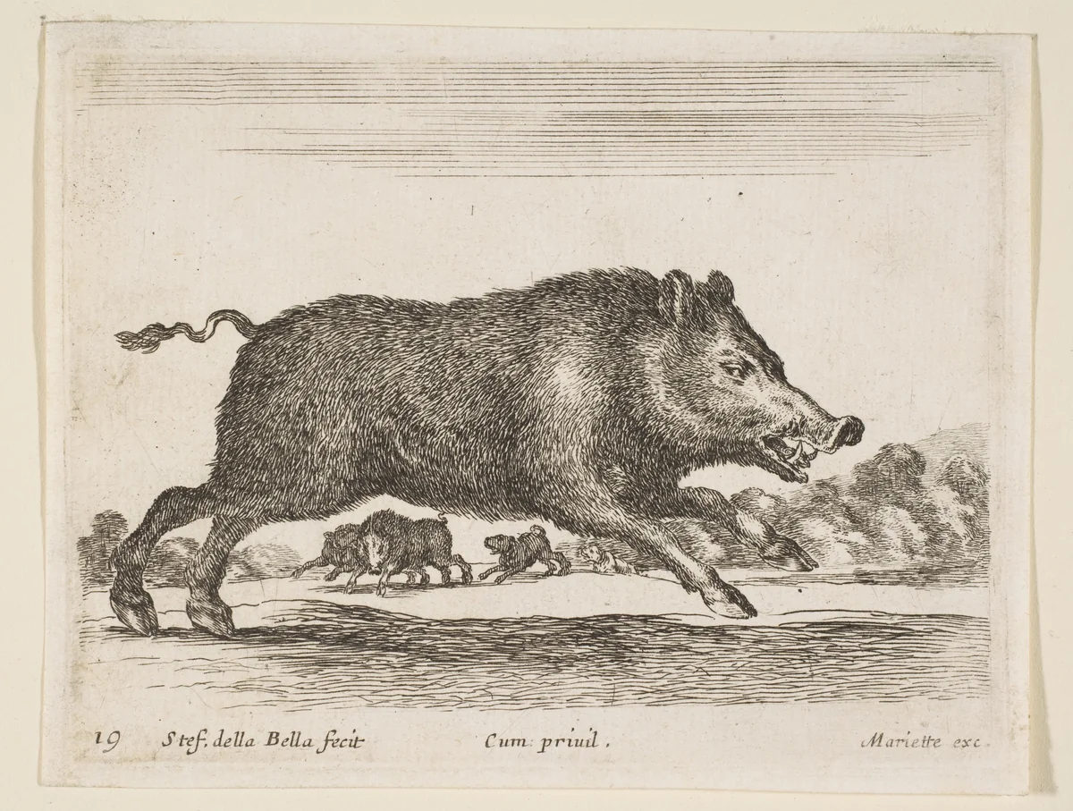 Wild boar, plate 19 from "Various Animals" (Diversi Animali) by Stefano della Bella, print, 1636-1646