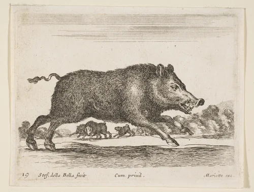 Wild boar, plate 19 from "Various Animals" (Diversi Animali) by Stefano della Bella, print, 1636-1646