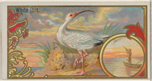 White Ibis, from the Game Birds series (N13) for Allen & Ginter Cigarettes Brands by Allen & Ginter, print, 1889