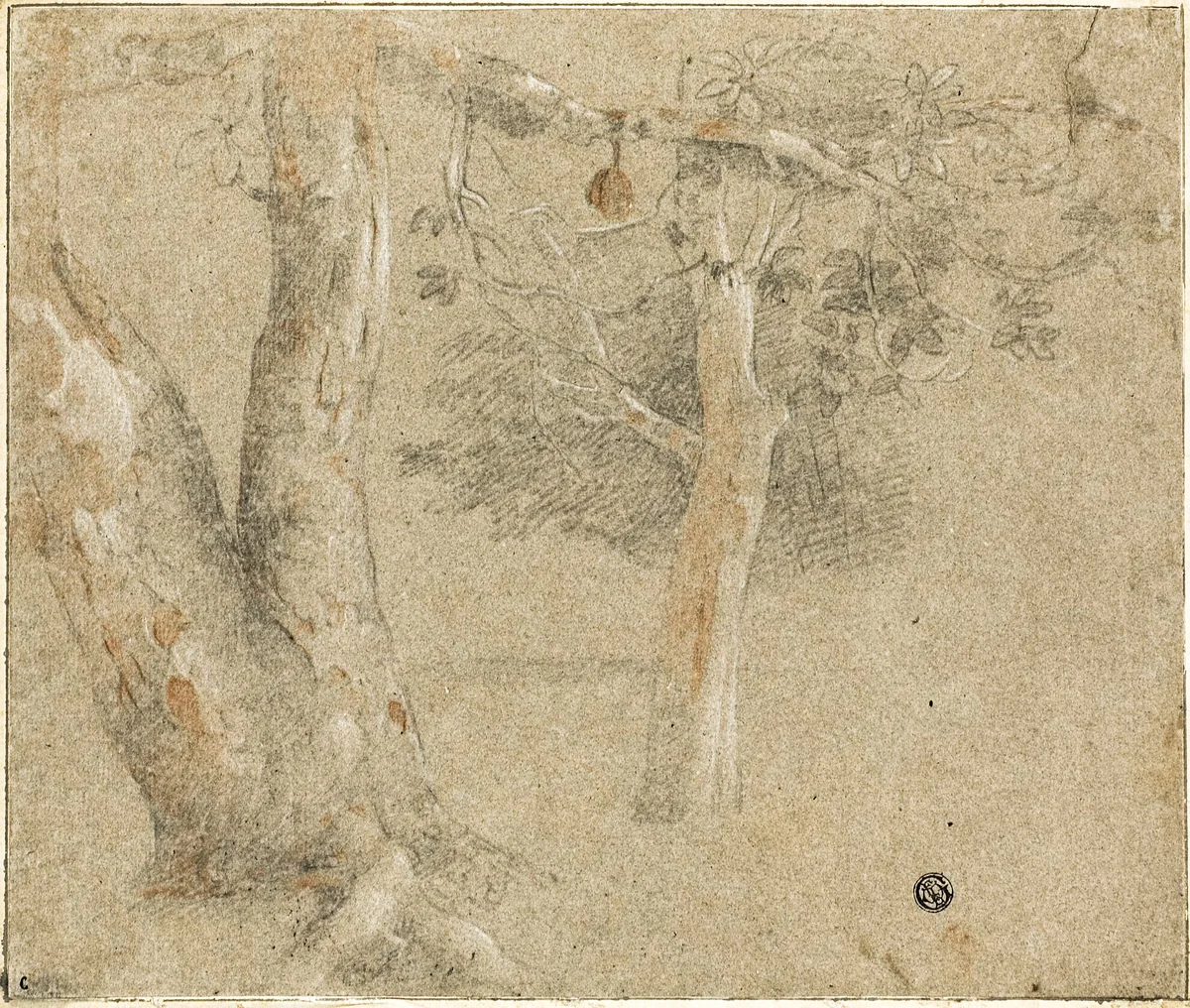 Sketches of Trees by Cristofano Allori, drawing, 1600-1699