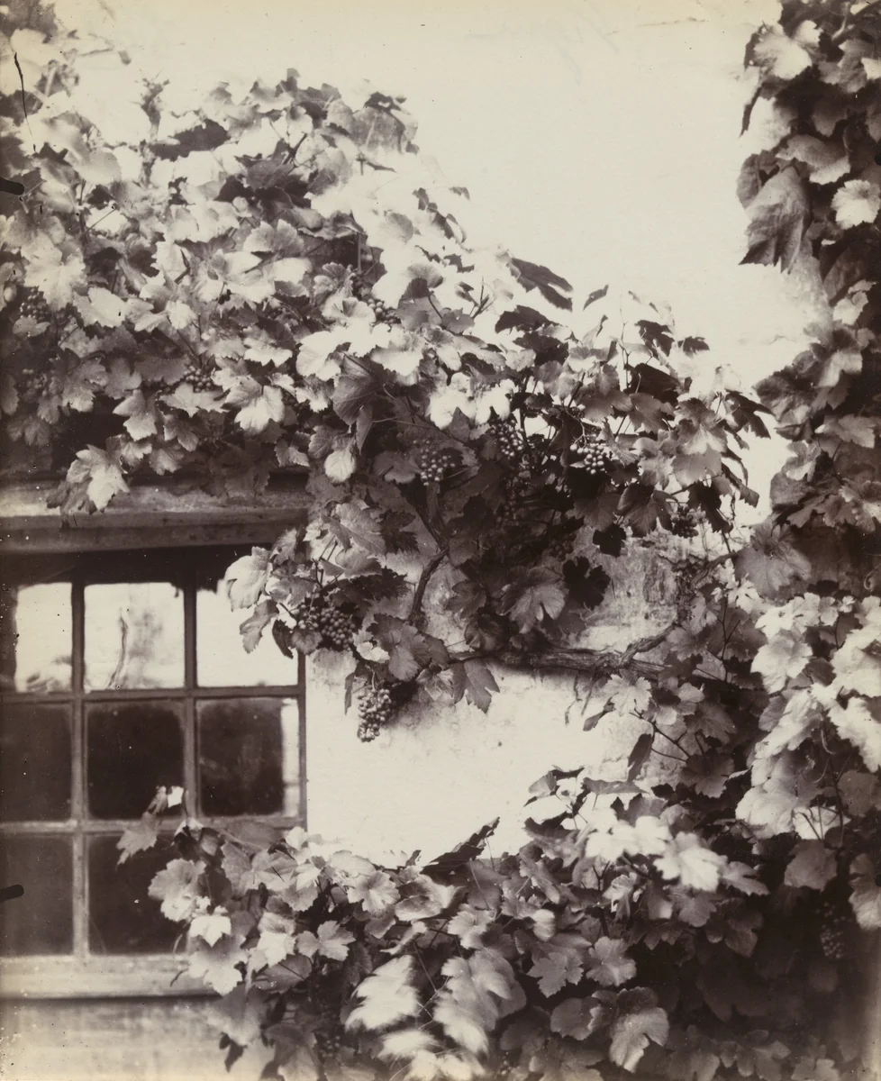 Vigne by Eugène Atget, photograph, 1900