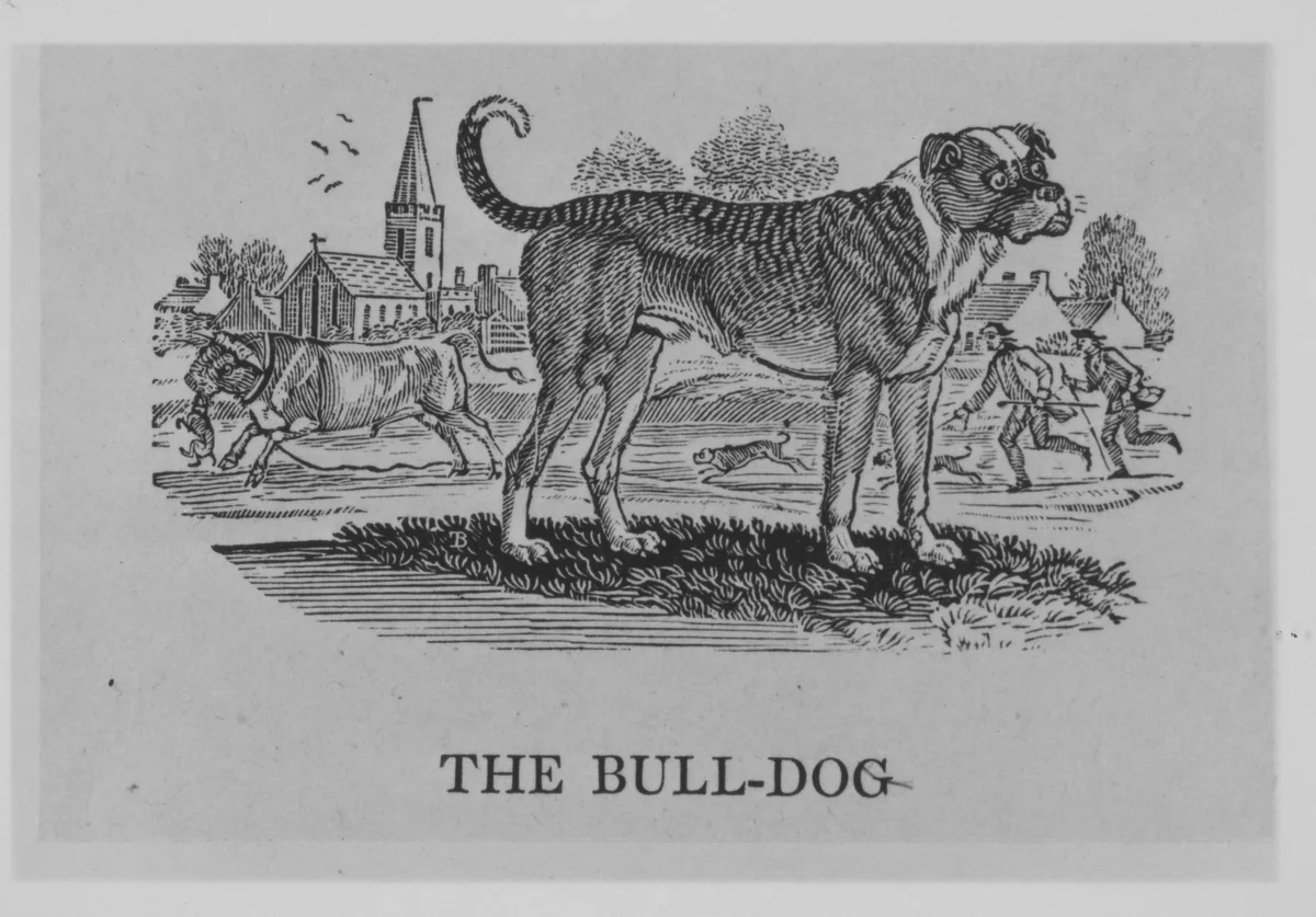 Quadrupeds by Thomas Bewick, book, 1820