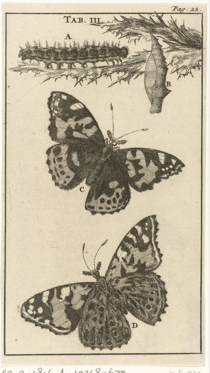 Rupsen, poppen en vlinders III by Jan Luyken, print, 1680