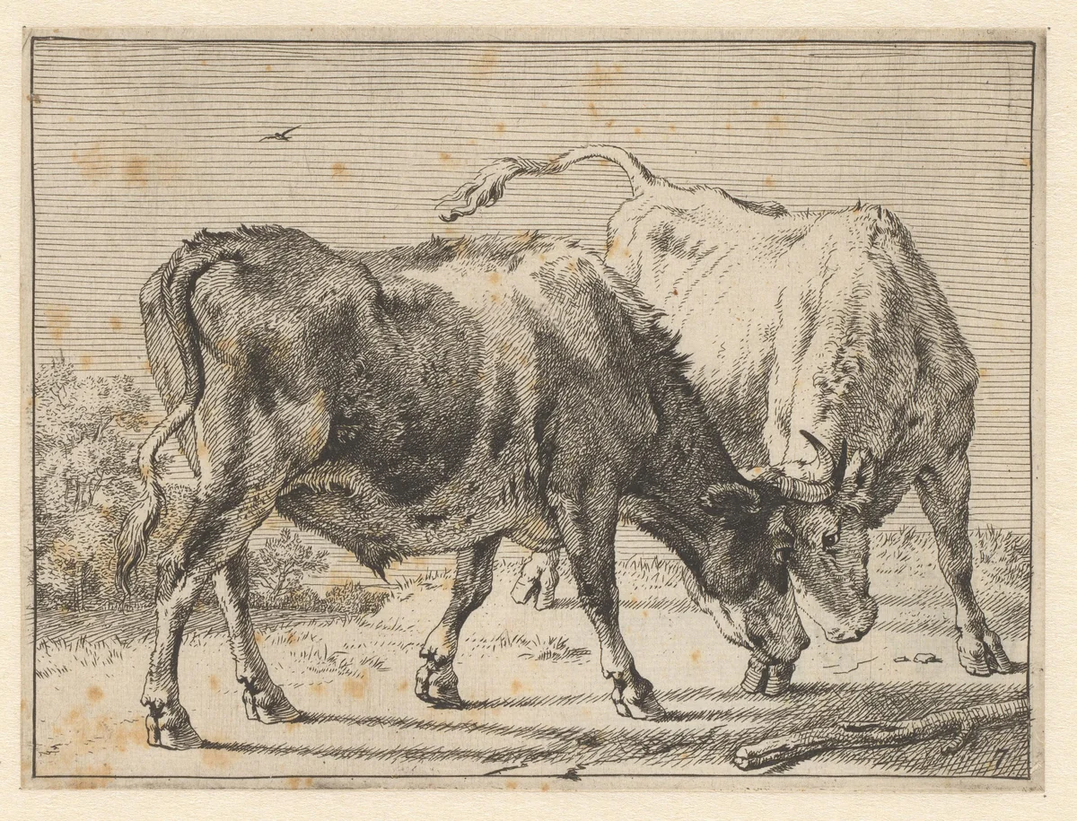 Twee vechtende ossen by Paulus Potter, print, 1650