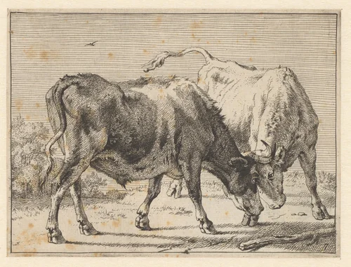 Twee vechtende ossen by Paulus Potter, print, 1650