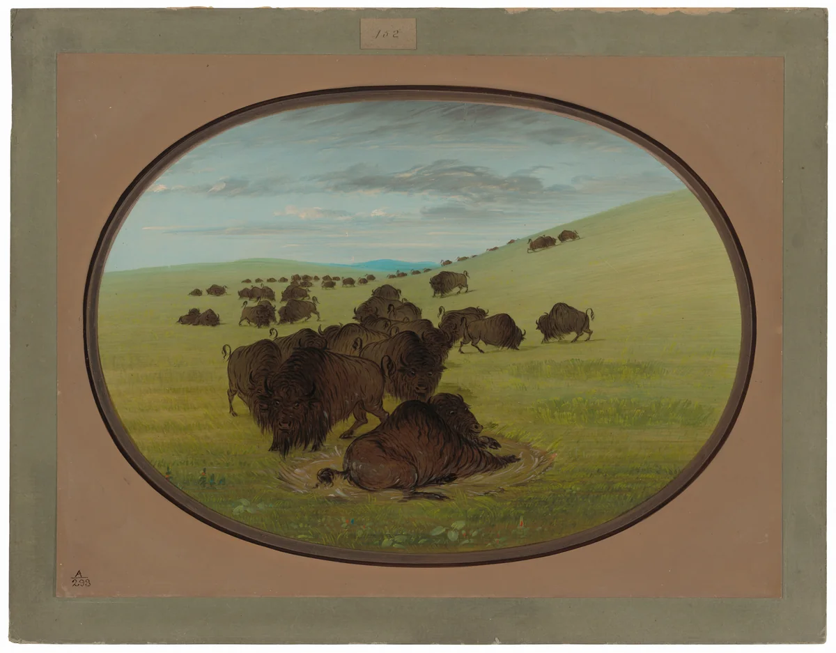 A Buffalo Wallow by George Catlin, painting, 1861-1869
