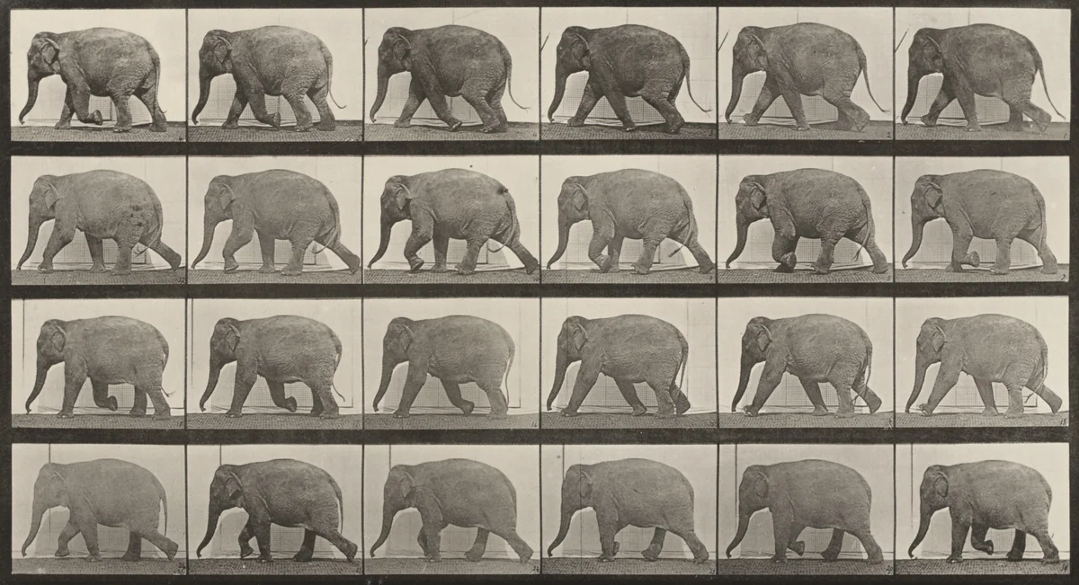 Plate Number 733. Elephant walking by Eadweard Muybridge, photograph, 1887