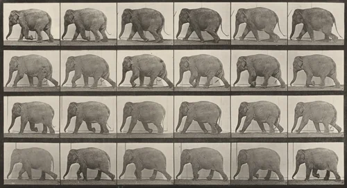 Plate Number 733. Elephant walking by Eadweard Muybridge, photograph, 1887