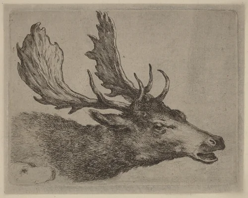 Head of a Stag Turned Right by Stefano della Bella, print, 1610-1664