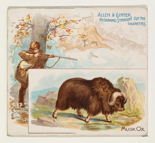 Musk Ox, from Quadrupeds series (N41) for Allen & Ginter Cigarettes by Allen & Ginter, print, 1890