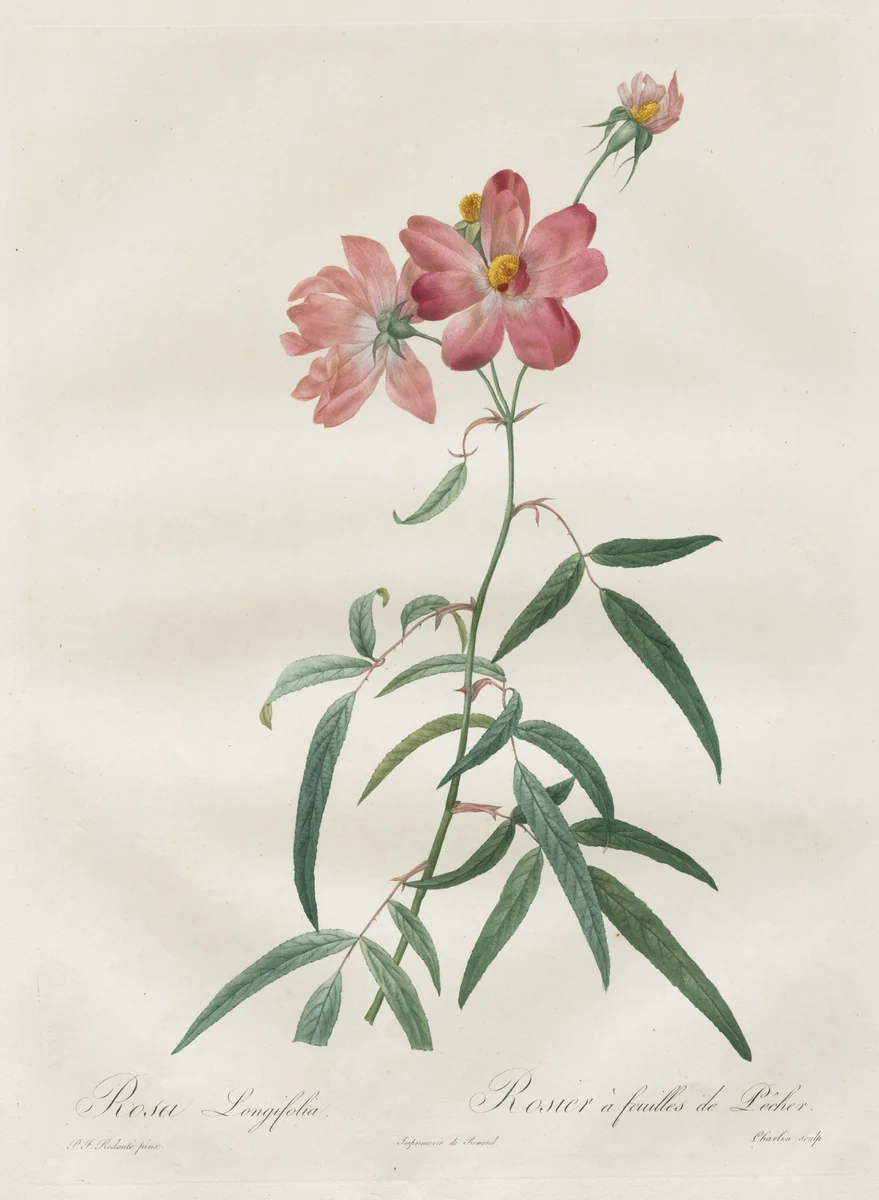 Les Roses: Rosa Longifolia by Henry Joseph Redouté, print, 1817-1824