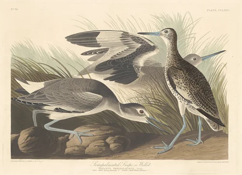 Semi-palmated Snipe or Willet by Robert Havell, Jr.; John James Audubon, print, 1835