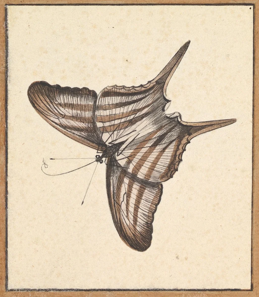 A Butterfly by Nicolaas Struyk, drawing, 1706-1769