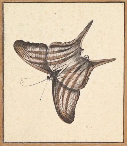 A Butterfly by Nicolaas Struyk, drawing, 1706-1769