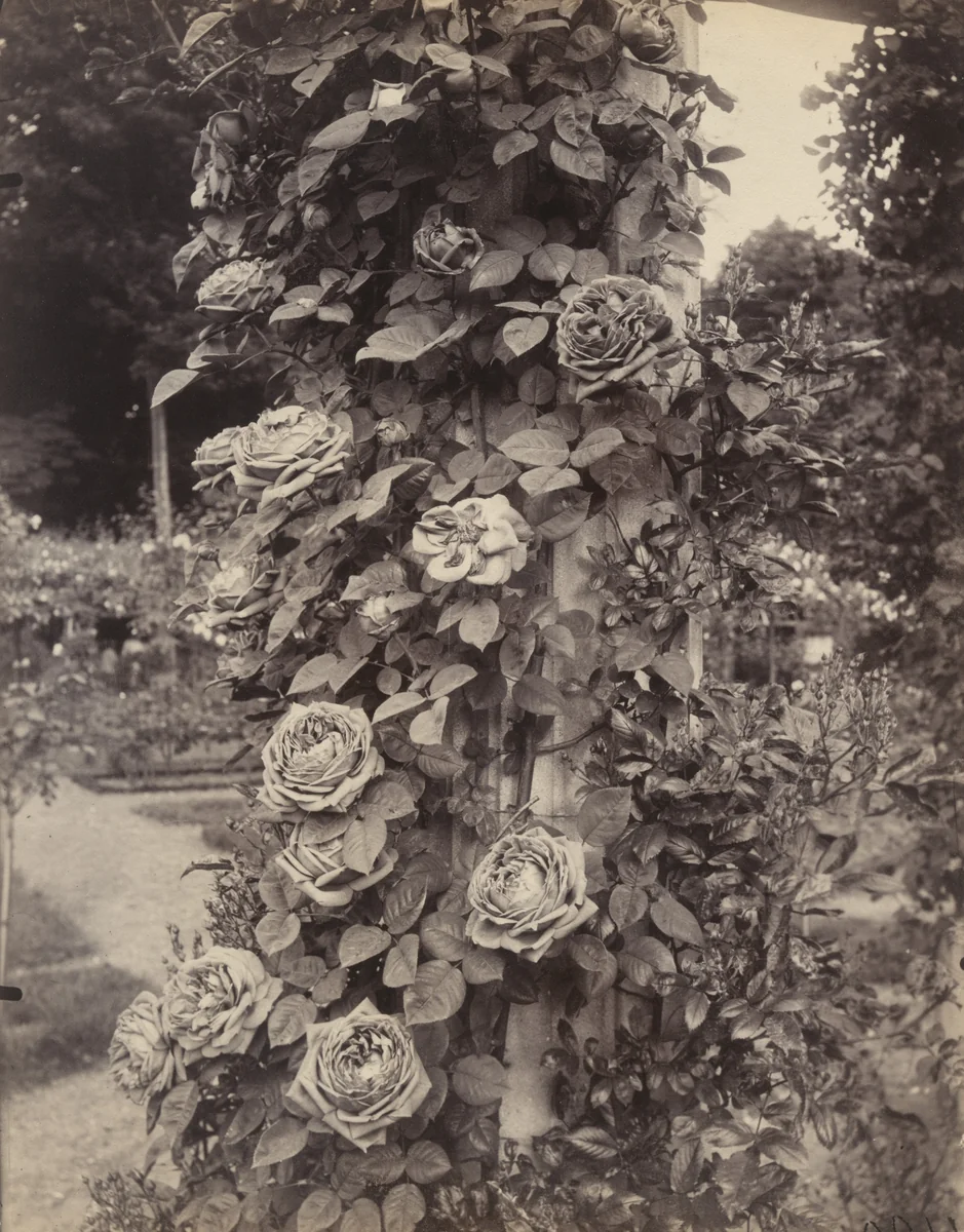 Roseraie de L'Haÿ by Eugène Atget, photograph, 1922