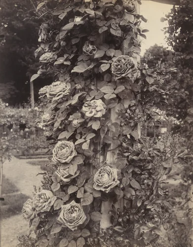 Roseraie de L'Haÿ by Eugène Atget, photograph, 1922