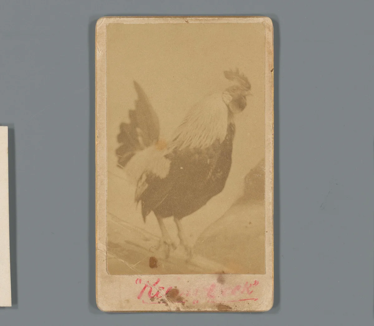 Portret van een haan als reclame voor de groothandel in wijn en likeur van Isaac W. Keim in Reading, Pennsylvania by anonymous, photograph, 1850-1915