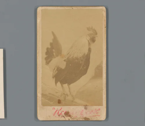 Portret van een haan als reclame voor de groothandel in wijn en likeur van Isaac W. Keim in Reading, Pennsylvania by anonymous, photograph, 1850-1915