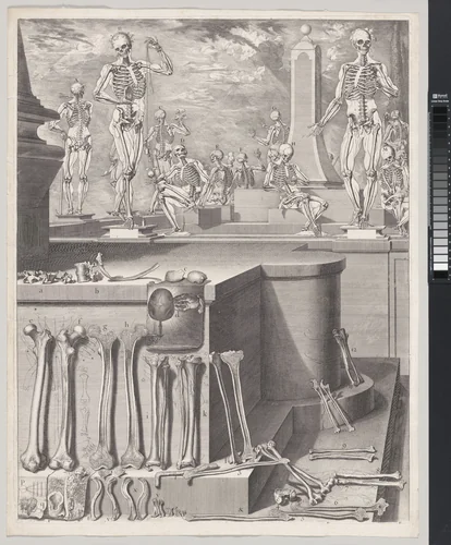 Plate for the ‘Atlas Anatomico’ (unpublished) by Crisóstomo Martínez, print, 1680-1694