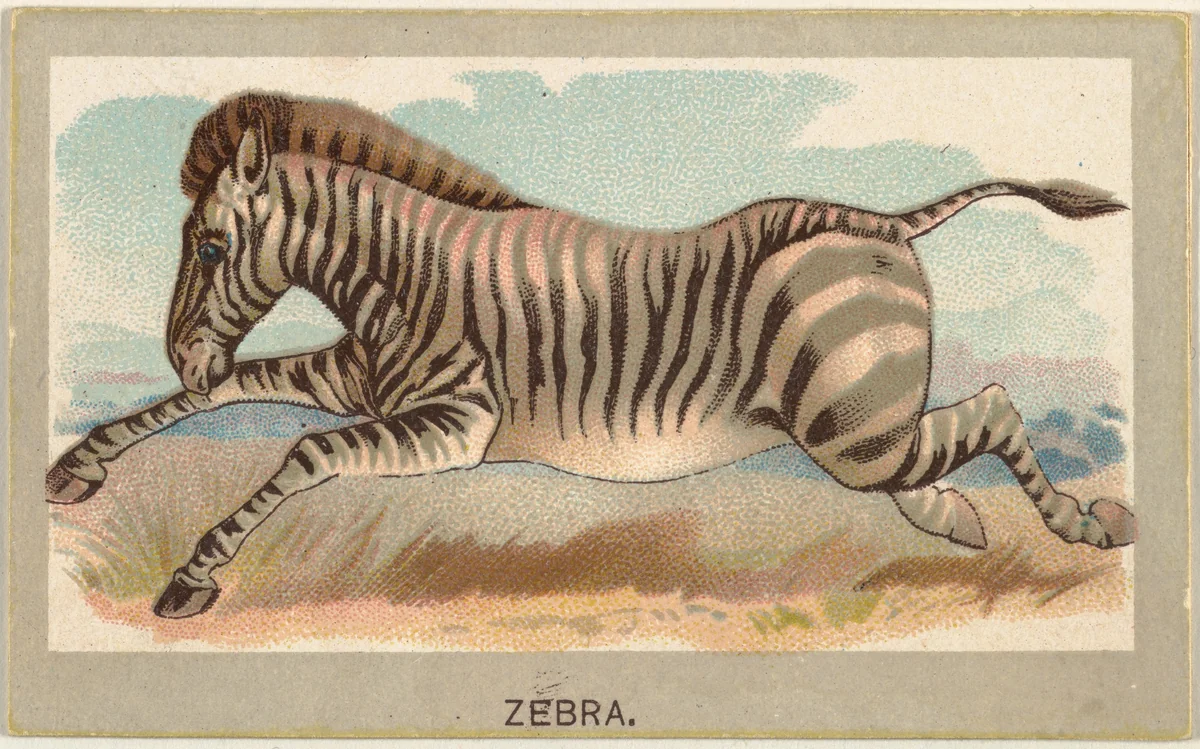 Zebra, from the Animals of the World series (T180), issued by Abdul Cigarettes by Abdul Cigarettes, print, 1881