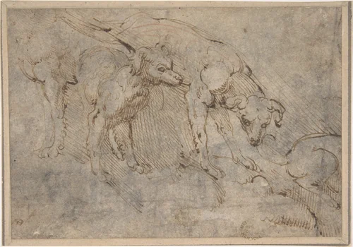 Studies of a Dog by anonymous, drawing, 1500-1600